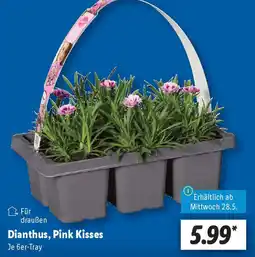 Lidl Dianthus, Pink Kisses Angebot