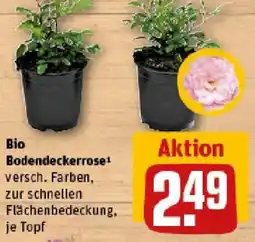 REWE Bio Bodendeckerrose Angebot