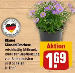 REWE Blaues Gänseblümchen Angebot
