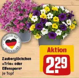 REWE Zauberglöckchen Trio oder Elfensporn Angebot