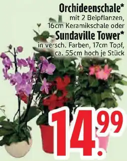 Edeka Orchideenschale oder Sundaville Tower Angebot