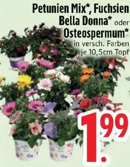 Edeka Petunien Mix, Fuchsien Bella Donna oder Osteospermum Angebot