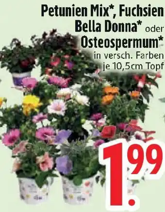 Edeka Petunien Mix, Fuchsien Bella Donna oder Osteospermum Angebot