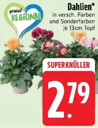 Edeka Dahlien Angebot