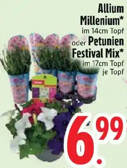 Edeka Allium Millenium oder Petunien Festival Mix Angebot