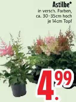 Edeka Astilbe Angebot