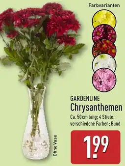 Aldi Nord GARDENLINE Chrysanthemen Angebot