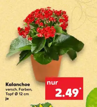 Kaufland Kalanchoe Angebot