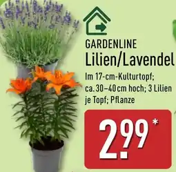 Aldi Nord GARDENLINE Lilien/Lavendel Angebot
