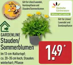 Aldi Nord GARDENLINE Stauden/ Sommerblumen Angebot