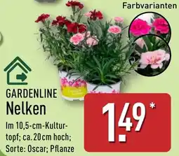 Aldi Nord GARDENLINE Nelken Angebot