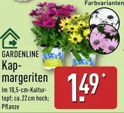 Aldi Nord GARDENLINE Kapmargeriten Angebot