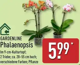 Aldi Nord GARDENLINE Phalaenopsis Angebot