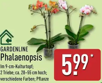 Aldi Nord GARDENLINE Phalaenopsis Angebot