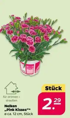 NETTO Nelken „Pink Kisses“ Angebot
