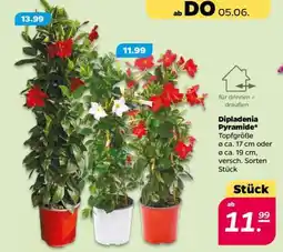 NETTO Dipladenia- Pyramide Angebot
