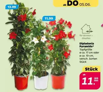 NETTO Dipladenia- Pyramide Angebot