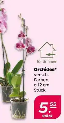NETTO Orchidee Angebot