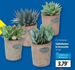 Lidl Sukkulenten in Terracotta Angebot