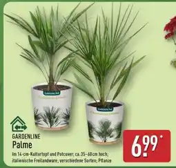 Aldi Nord Palme Angebot