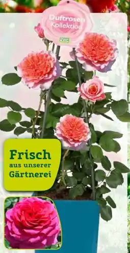 Pflanzen Kölle Kölle's Beste Duftrosenkollektion Angebot
