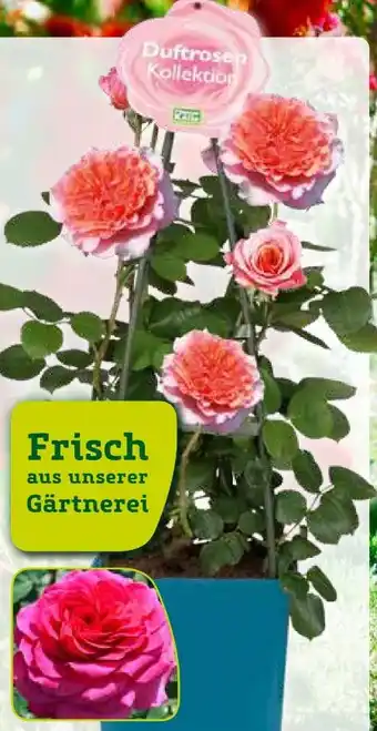 Pflanzen Kölle Kölle's Beste Duftrosenkollektion Angebot