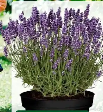 Pflanzen Kölle Lavendel Angebot