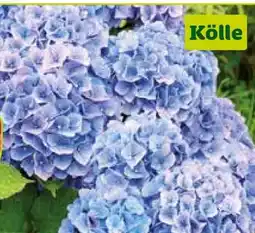 Pflanzen Kölle Gartenhortensie Angebot