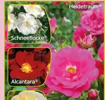 Pflanzen Kölle Bodendeckerrose Angebot