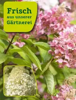 Pflanzen Kölle Kölle's Beste Rispenhortensie Angebot