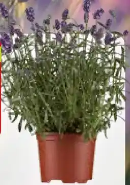 Pflanzen Kölle Duftkraut Lavendel Angebot