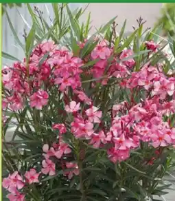 Pflanzen Kölle Kölle's Beste Oleander-Busch Angebot