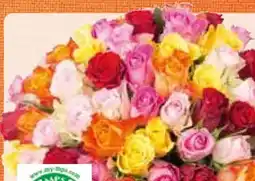 Pflanzen Kölle Schnittrosen Angebot