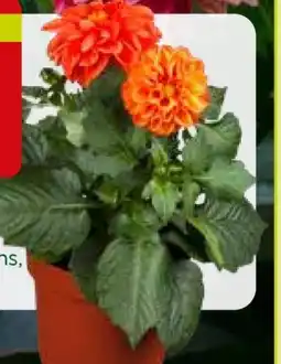 Pflanzen Kölle Dahlien Angebot