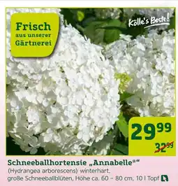 Pflanzen Kölle Kölle's beste! schneeballhortensie „annabelle“ Angebot