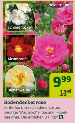 Pflanzen Kölle Heidetraum bodendeckerrose Angebot