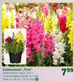 Pflanzen Kölle Löwenmaul „trio“ Angebot