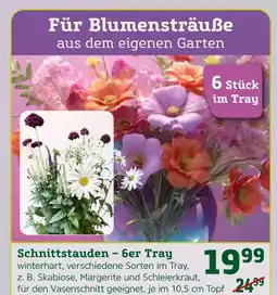 Pflanzen Kölle Schnittstauden – 6er tray Angebot