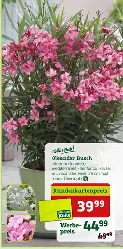 Pflanzen Kölle Kölle's beste! oleander busch (nerium oleander) Angebot