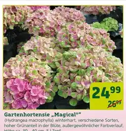 Pflanzen Kölle Gartenhortensie „magical“ Angebot