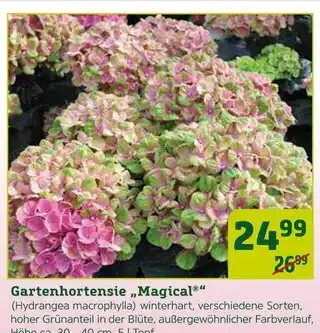 Pflanzen Kölle Gartenhortensie „magical“ Angebot