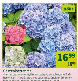 Pflanzen Kölle Kölle gartenhortensie Angebot