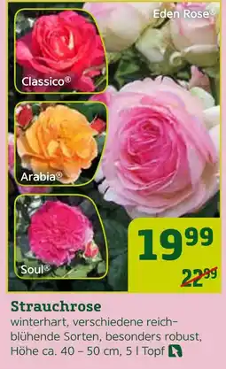 Pflanzen Kölle Eden rose Angebot