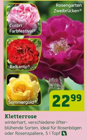Pflanzen Kölle Kletterrose Angebot