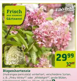 Pflanzen Kölle Kölle's beste! rispenhortensie (hydrangea paniculata) Angebot