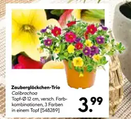 Hellweg Calibrachoa zauberglöckchen-trio Angebot