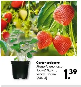 Hellweg Gartenerdbeere Angebot