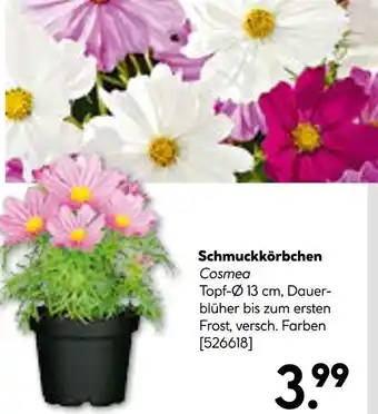 Hellweg Schmuckkörbchen Angebot