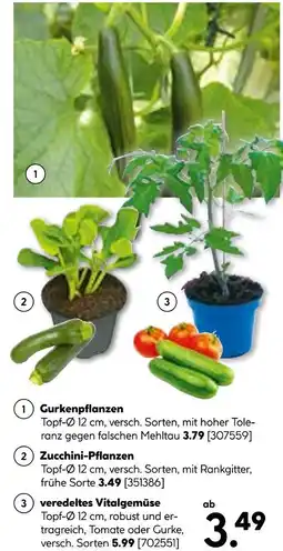 Hellweg Gemüsepflanzen Angebot