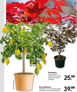Hellweg Fächerahorn oder zitrus-ministamm Angebot